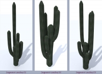 Saguaro Cactus